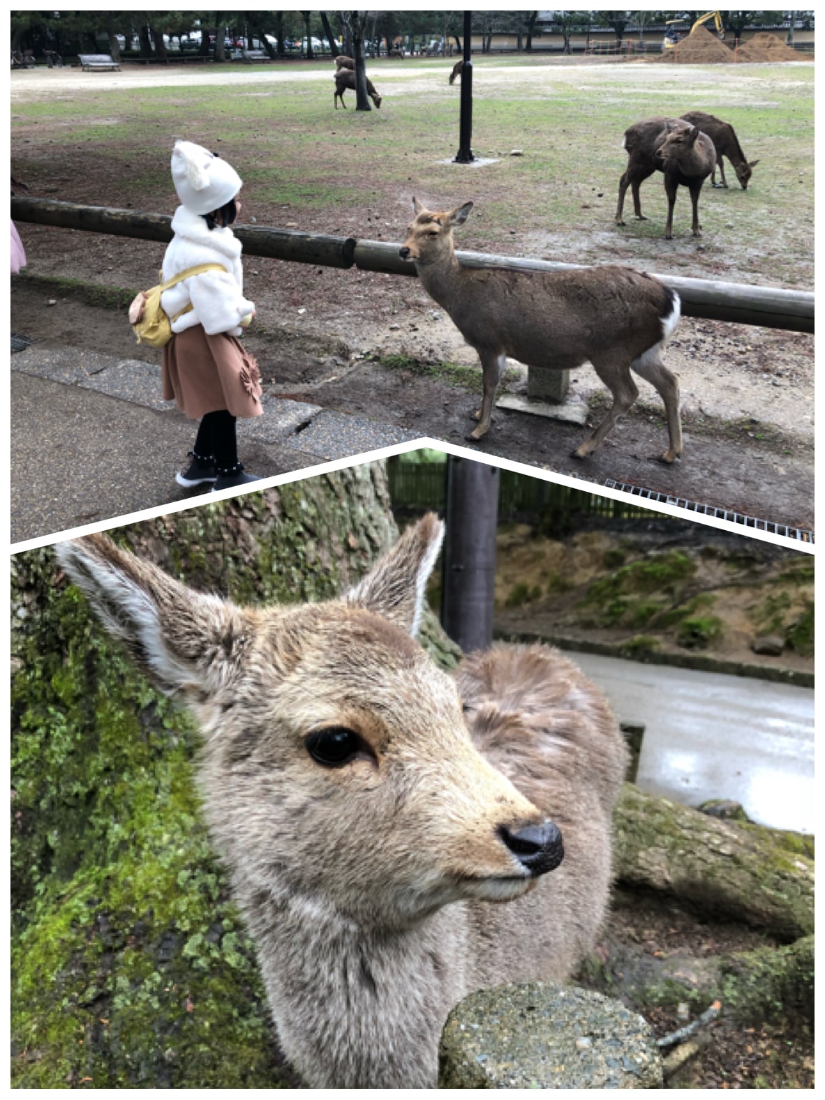 Nara-deer